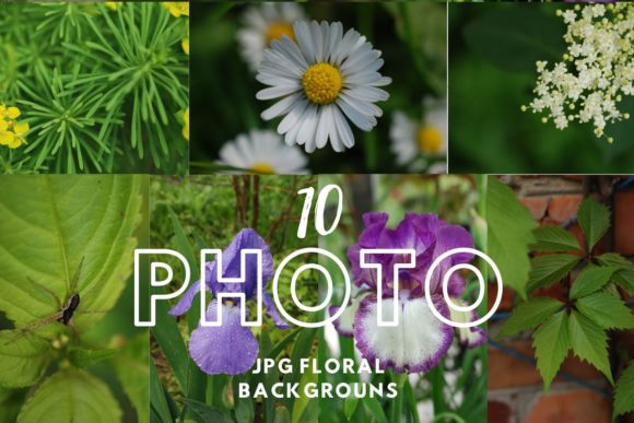 Download Summer Flower Download Photography - Summer Collection