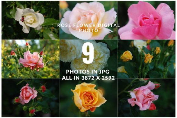 Download Summer Rose Flower - Summer Collection